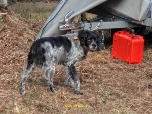 Le chien du gîte de la Ferme